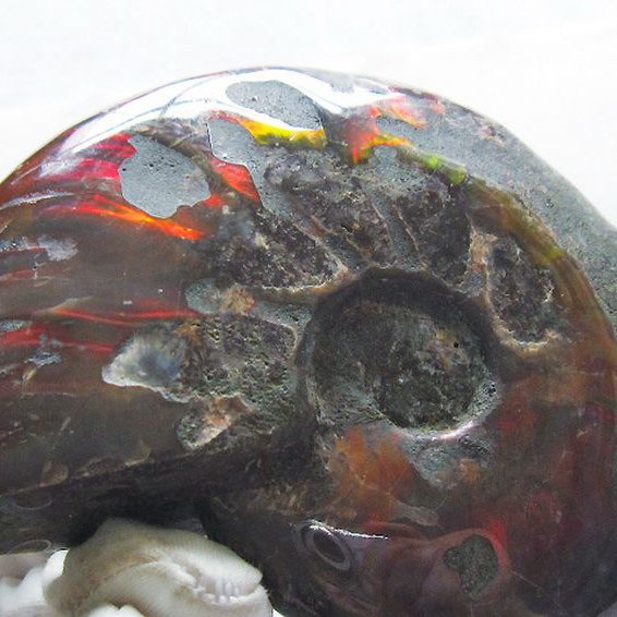 虹入り アンモナイト 化石[T570-4892]