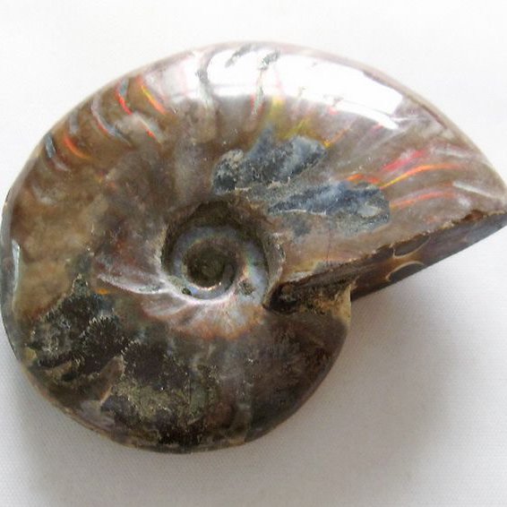 虹入り アンモナイト 化石[T570-4894]
