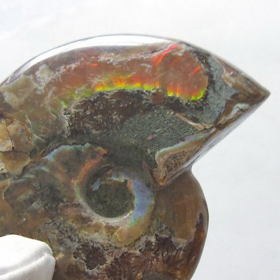 虹入り アンモナイト 化石[T570-4898]