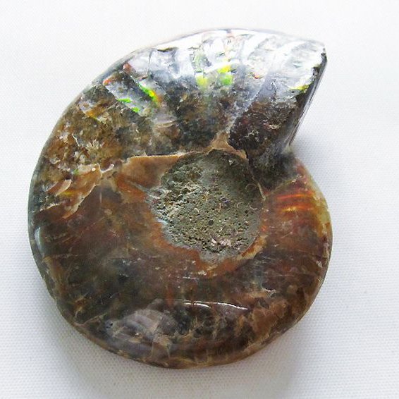 虹入り アンモナイト 化石[T570-4904]