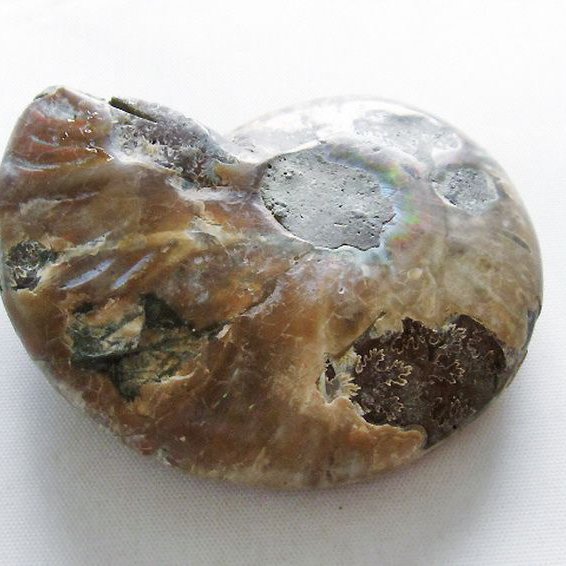 虹入り アンモナイト 化石[T570-4908]