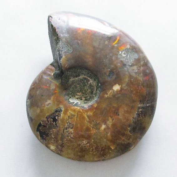 虹入り アンモナイト 化石[T570-4911]