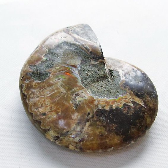 虹入り アンモナイト 化石[T570-4957]