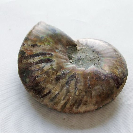 虹入り アンモナイト 化石[T570-4983]