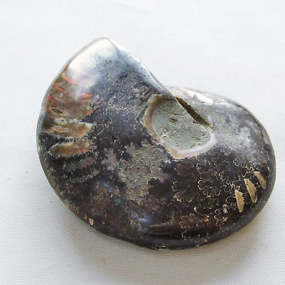 虹入り アンモナイト 化石[T570-4997]