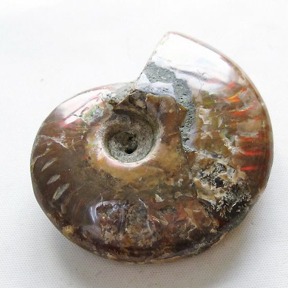 虹入り アンモナイト 化石[T570-5027]