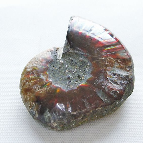 虹入り アンモナイト 化石[T570-5055]