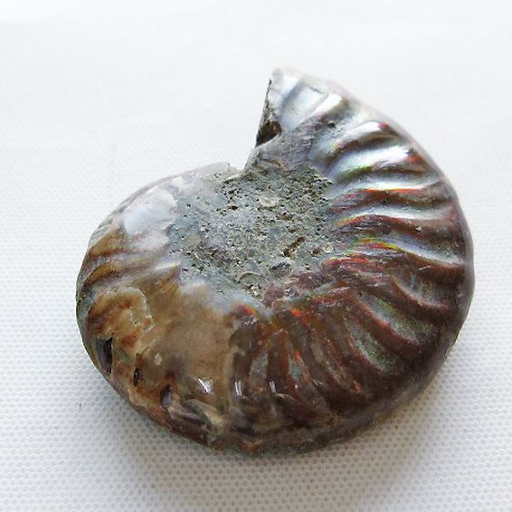 虹入り アンモナイト 化石[T570-5069]