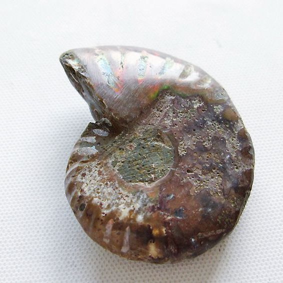 虹入り アンモナイト 化石[T570-5080]