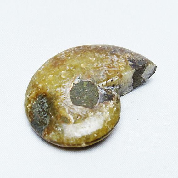 アンモナイト 化石[T723-1532]