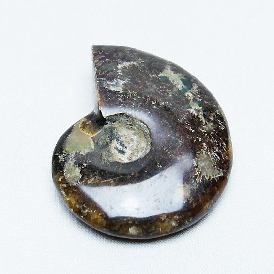 アンモナイト 化石[t723-1551]