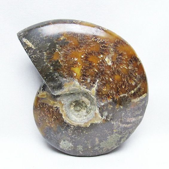 アンモナイト 化石[T723-1634]