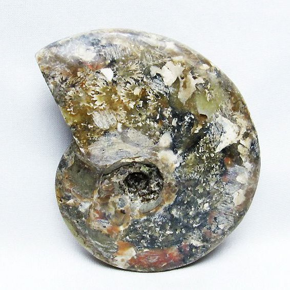 アンモナイト 化石[T723-1644]