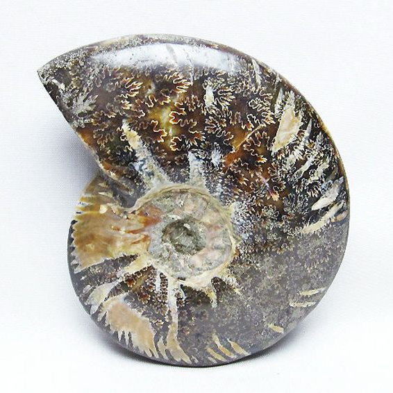 アンモナイト 化石[t723-1647]