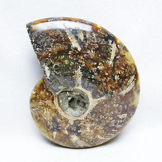 アンモナイト 化石[T723-1654]