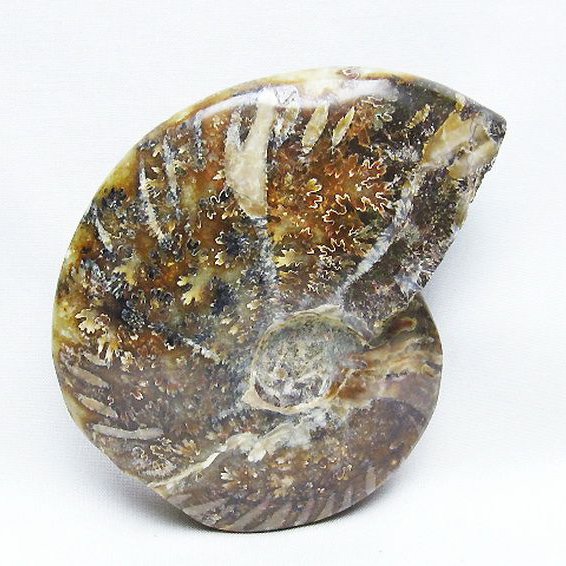 アンモナイト 化石[T723-1655]