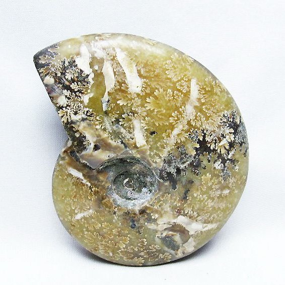 アンモナイト 化石[t723-1659]