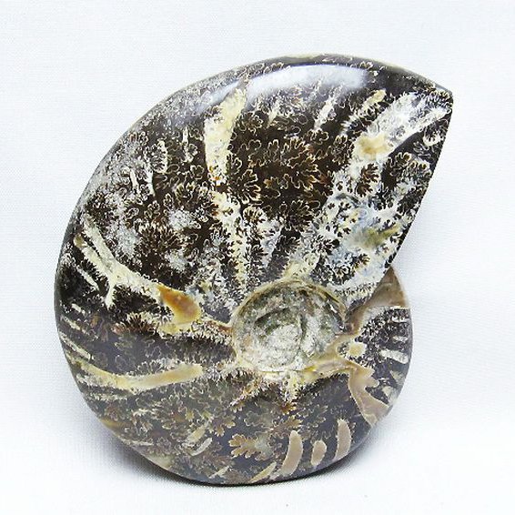アンモナイト 化石[T723-1661]