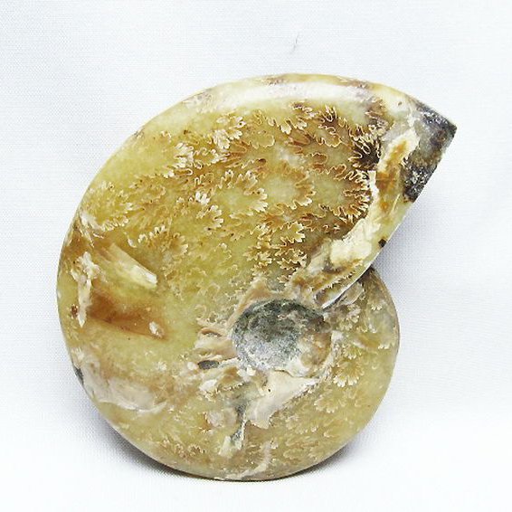 アンモナイト 化石[T723-1707]