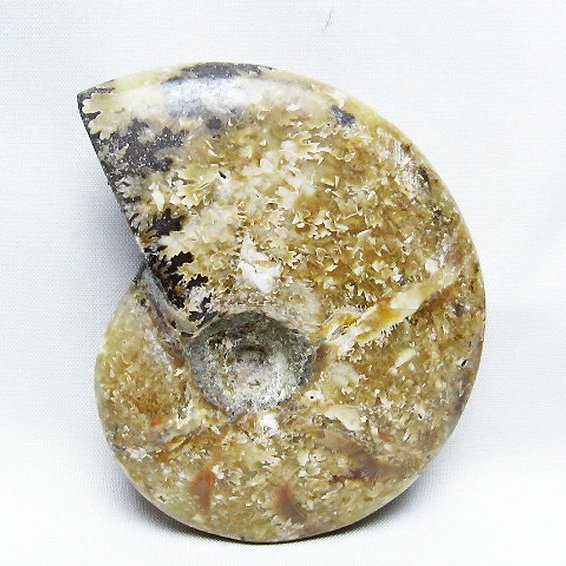 アンモナイト 化石[T723-1710]