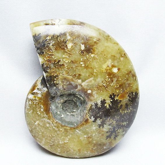 アンモナイト 化石[T723-1715]