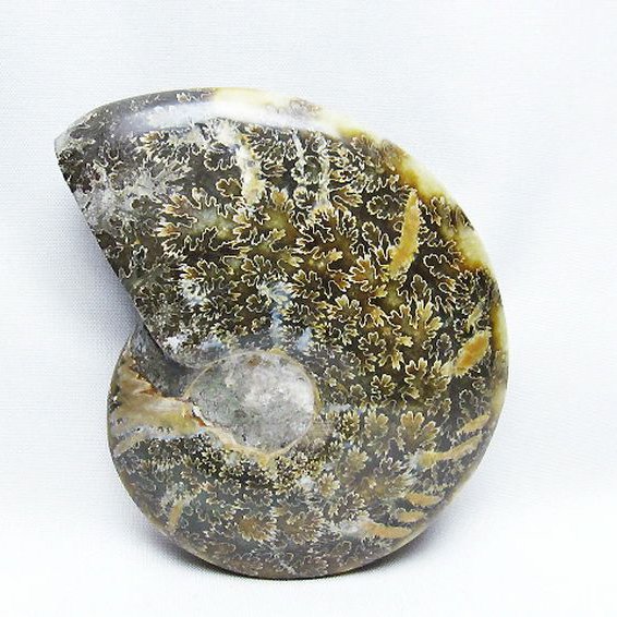 アンモナイト 化石[T723-1719]