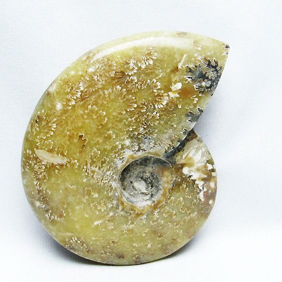 アンモナイト 化石[T723-1723]