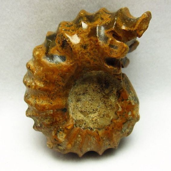 ドゥビレイセラス 化石[T723-602]