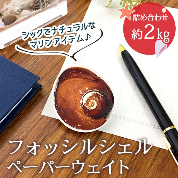 フォッシルシェル 貝化石 ペーパーウエイト 置物 インテリア 35mm お得な詰め合わせ! 2kgパック 《rv》 [T860-3]