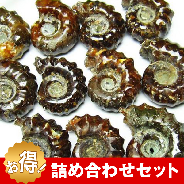 ドゥビレイセラス 化石  詰め合わせ お買い得セット  《rv》[M450-1]