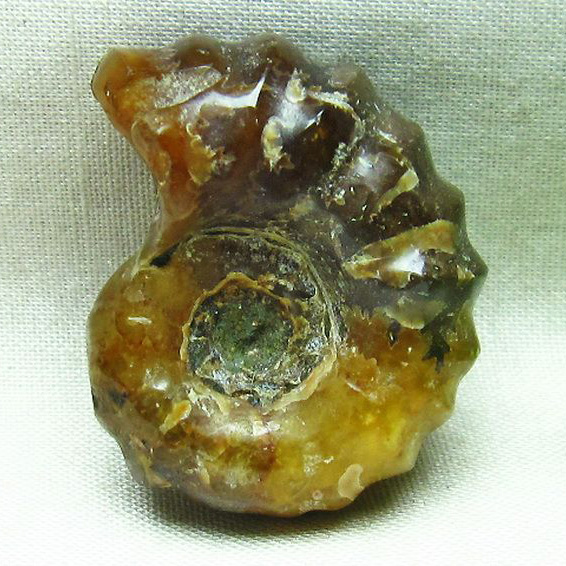 ドゥビレイセラス 化石[M85-778]