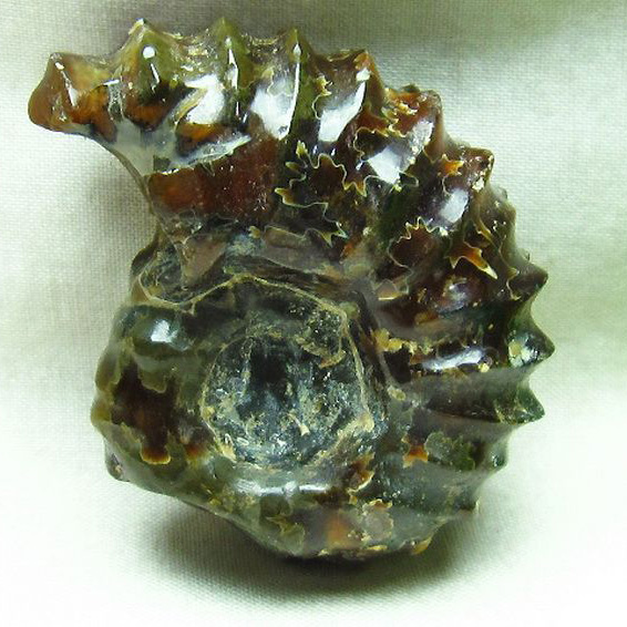 ドゥビレイセラス 化石[M85-789]