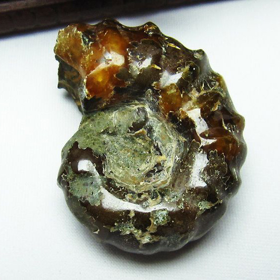 ドゥビレイセラス 化石[M85-963]