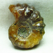 アンモナイト「原石」の商品一覧ページ