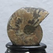 アンモナイト「原石」の商品一覧ページ