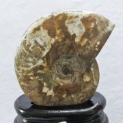 アンモナイト「原石」の商品一覧ページ