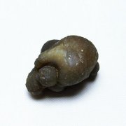 カルセドニーノジュール(球状玉髄) モロッコ産 ツーソン展示会品[T742-558]
