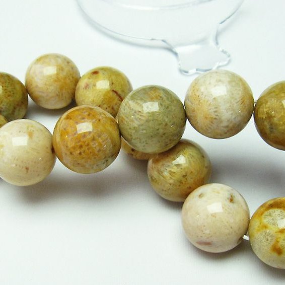 フォッシルコーラル ブレスレット  化石珊瑚 16mm [T155-1250]