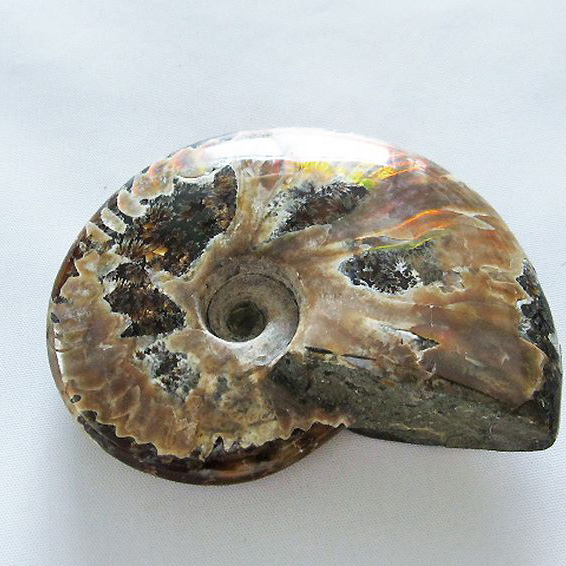 虹入り アンモナイト 化石[T485-2999]