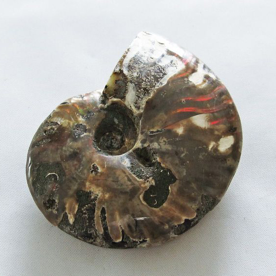 虹入り アンモナイト 化石[T570-4526]