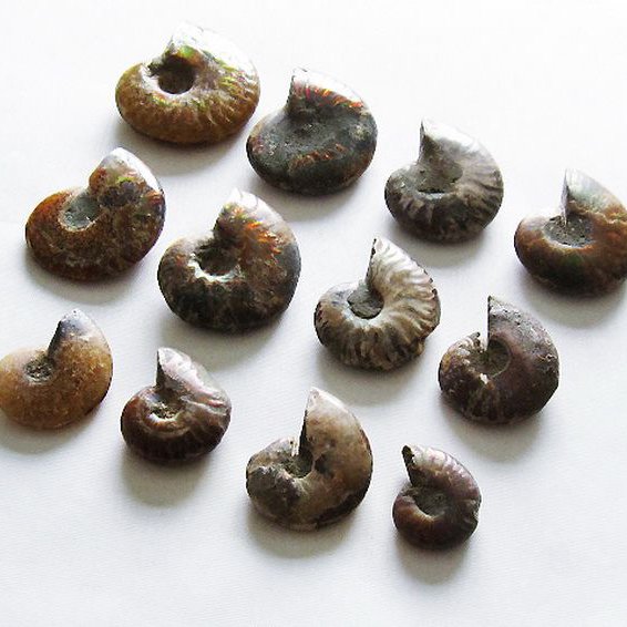 虹入り アンモナイト 化石[T570-4709]