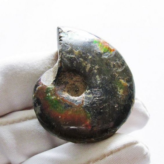 虹入り アンモナイト 化石[T570-4739]