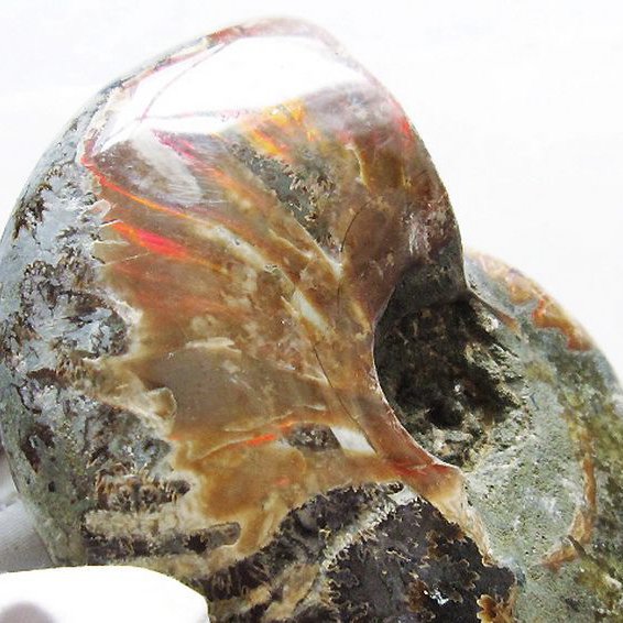 虹入り アンモナイト 化石[T570-4839]