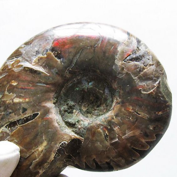 虹入り アンモナイト 化石[T570-4845]