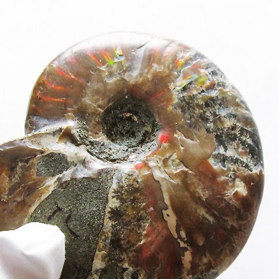 虹入り アンモナイト 化石[T570-4847]