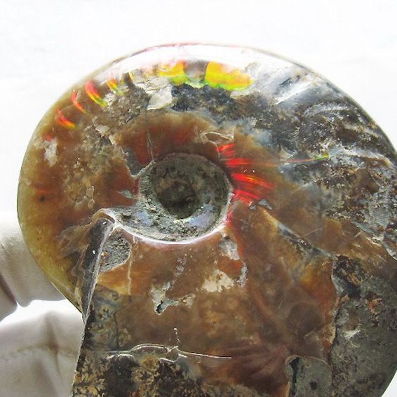 虹入り アンモナイト 化石[T570-4876]