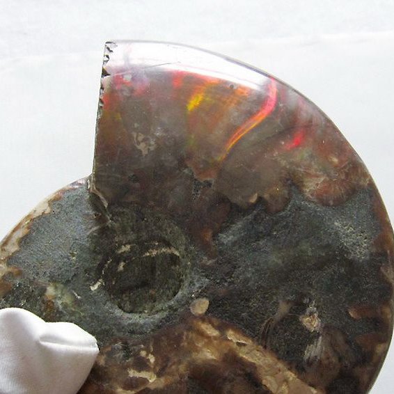 虹入り アンモナイト 化石[T570-4884]