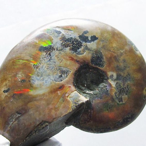 虹入り アンモナイト 化石[T570-4886]