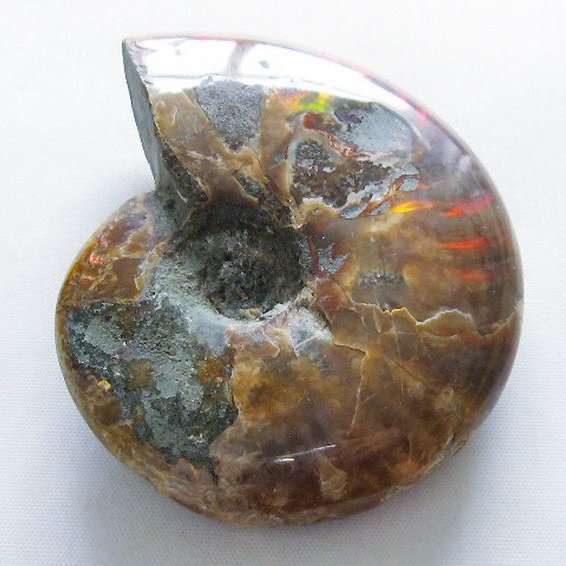 虹入り アンモナイト 化石[T570-4893]