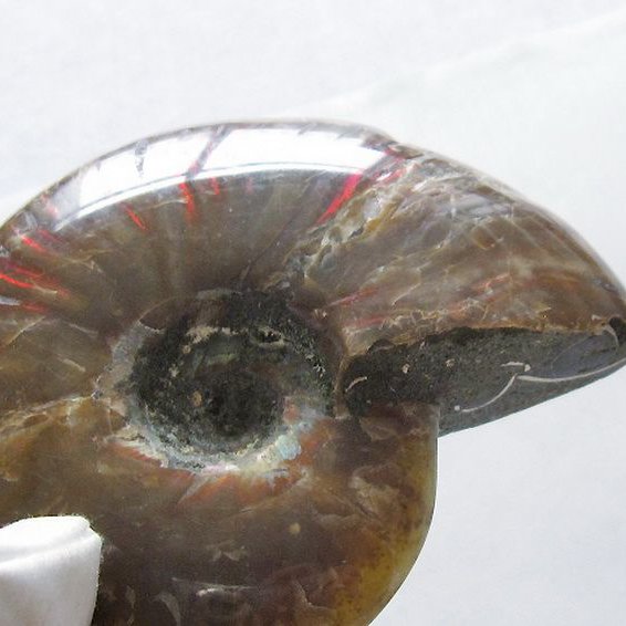 虹入り アンモナイト 化石[T570-4896]